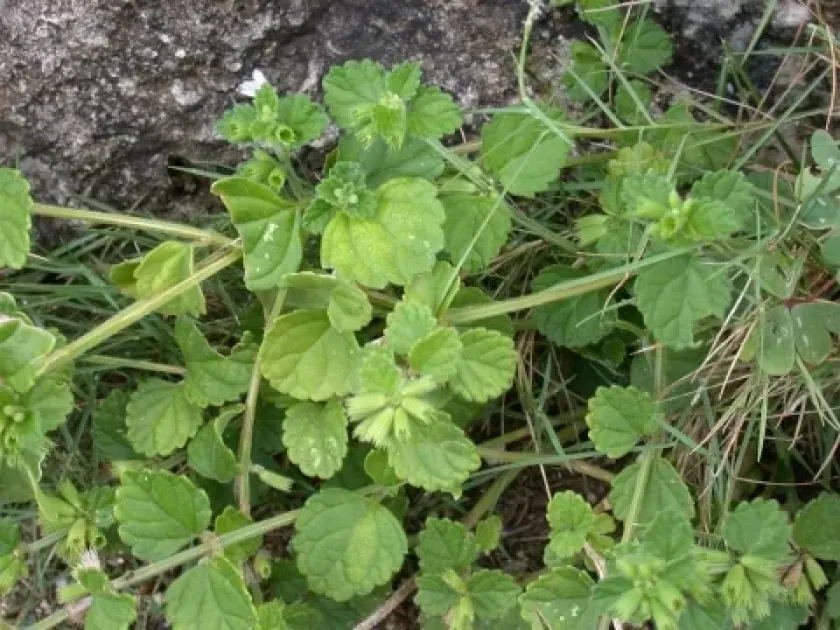 Leucas flaccida