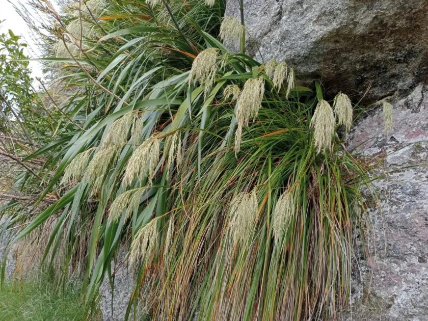 Yellow chionochloa