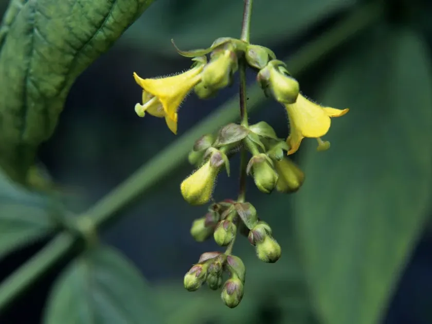 Leycesteria crocothyrsos
