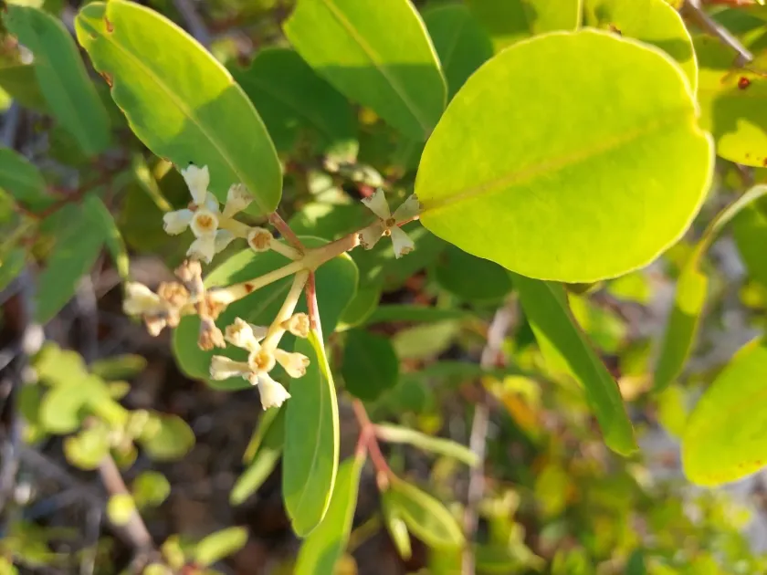 White mangrove