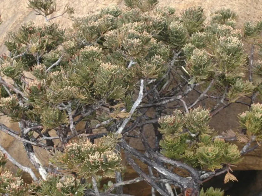 Libocedrus chevalieri