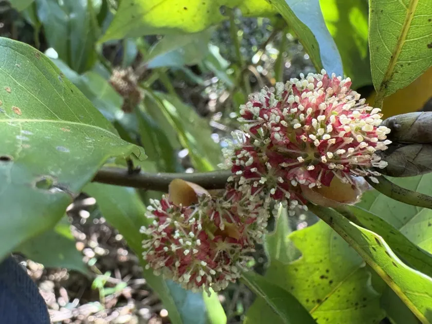 Lindera megaphylla