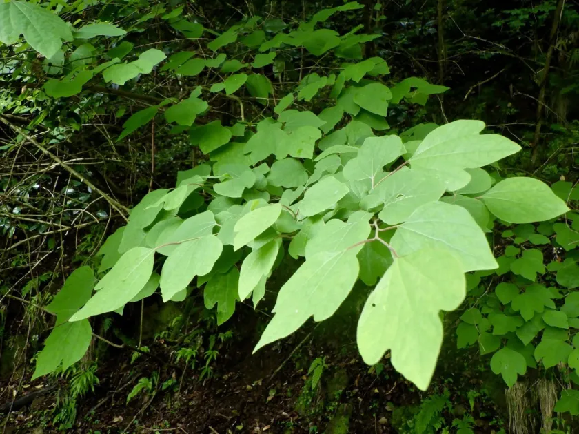 Japanese spicebush