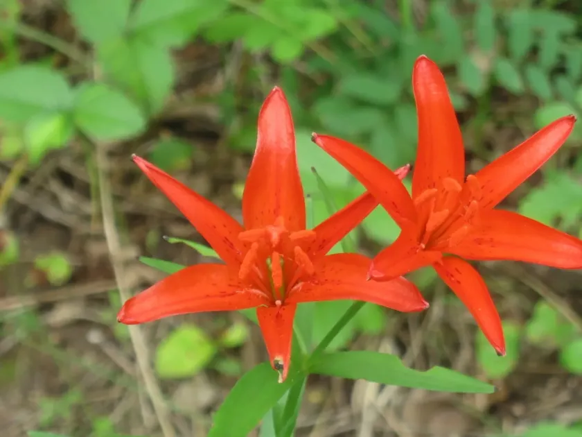 Lilium concolor