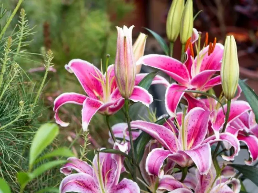 Oriental lily