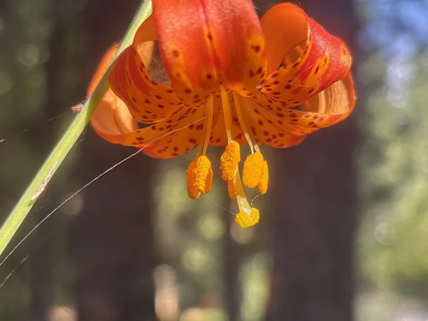 Leopard lily