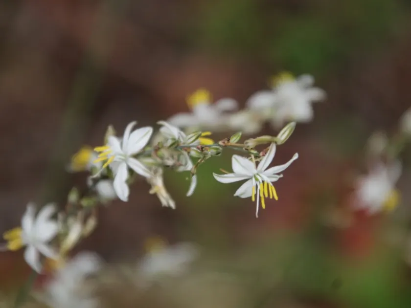 Chlorophytum saundersiae