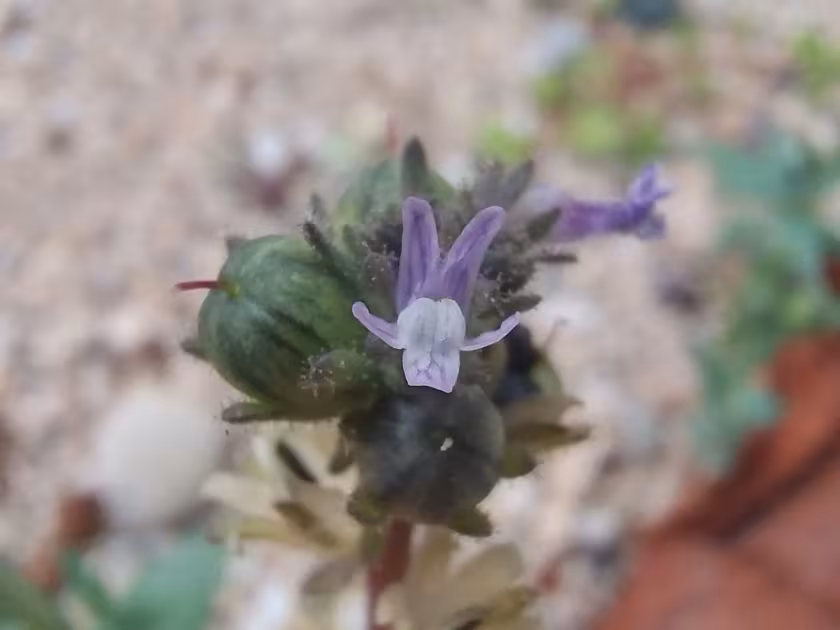 Small-flowered toadflax