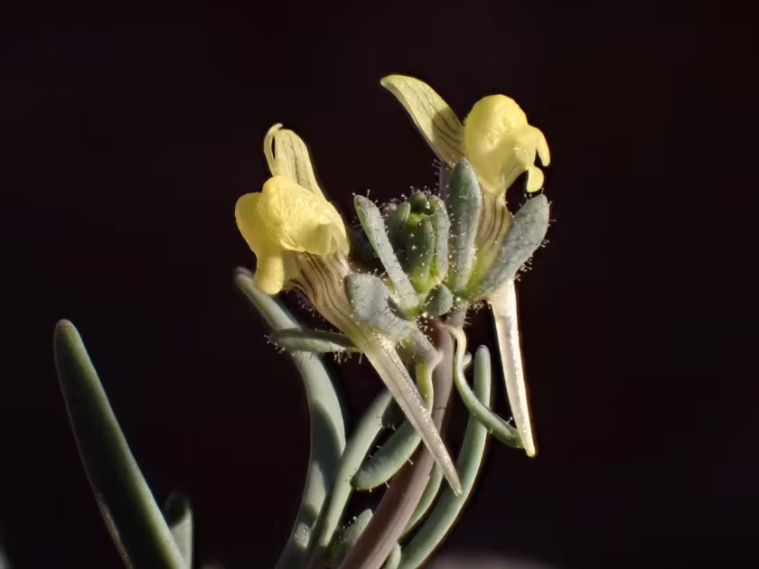 Linaria simplex
