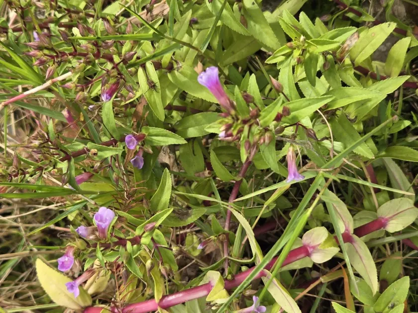 Limnophila aromatica
