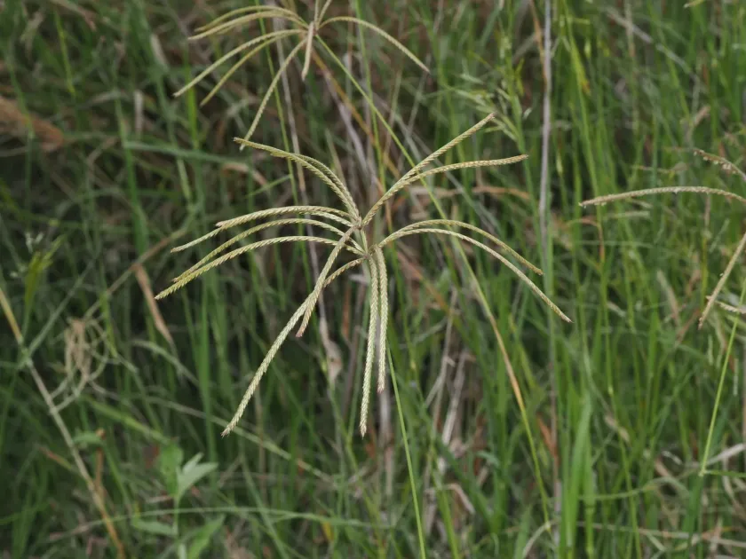Rhodes grass