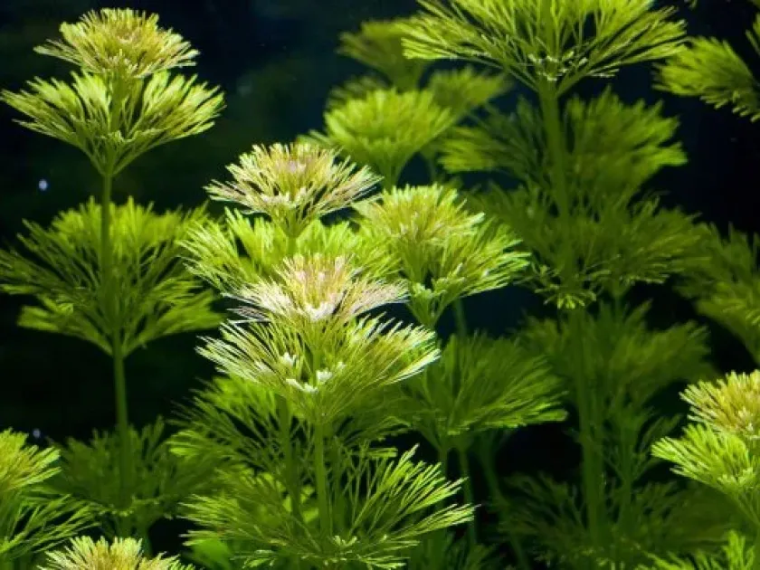 Limnophila repens