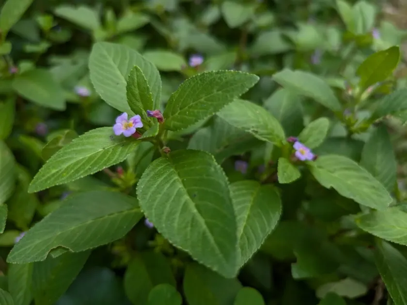 Limnophila rugosa