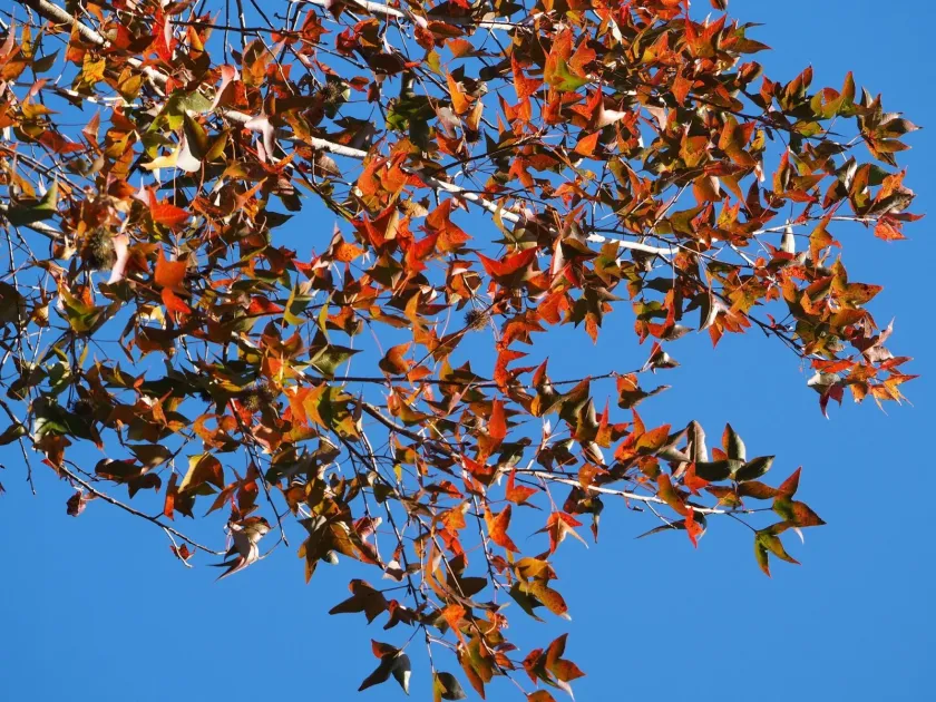 Formosan sweetgum