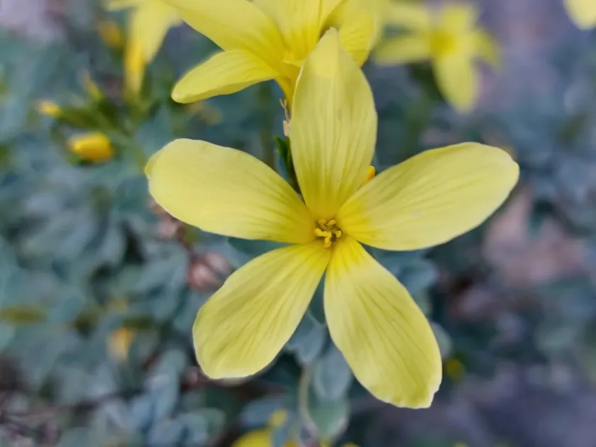 Shrubby flax