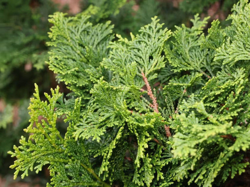 Hinoki cypress