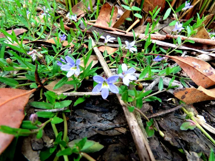 Lobelia pratioides