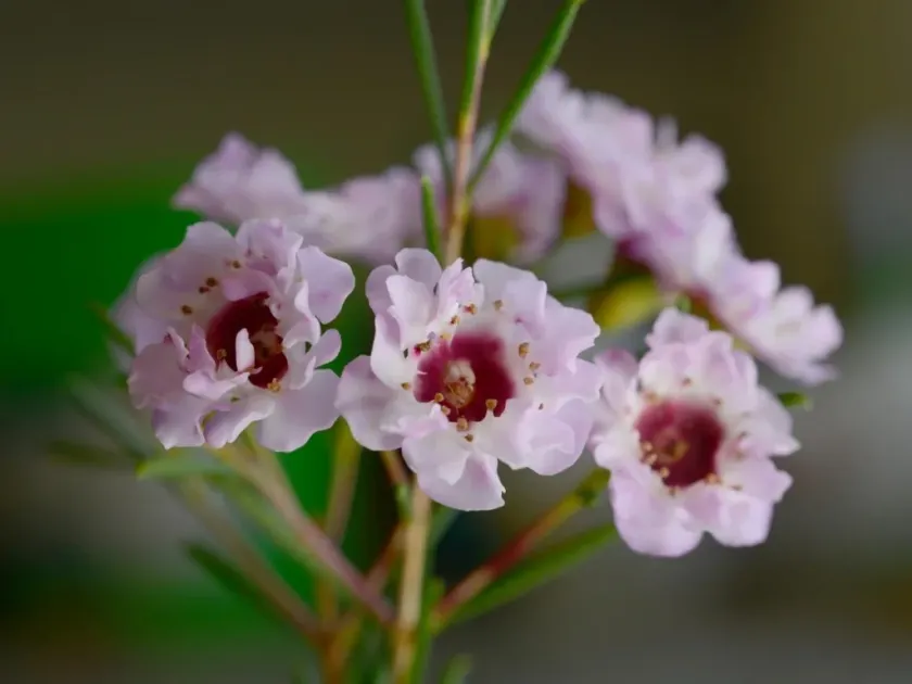 Chamelaucium axillare x uncinatum