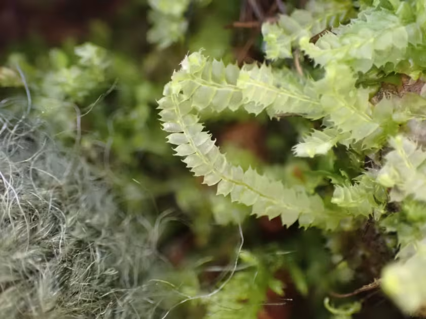Lophocolea bidentata