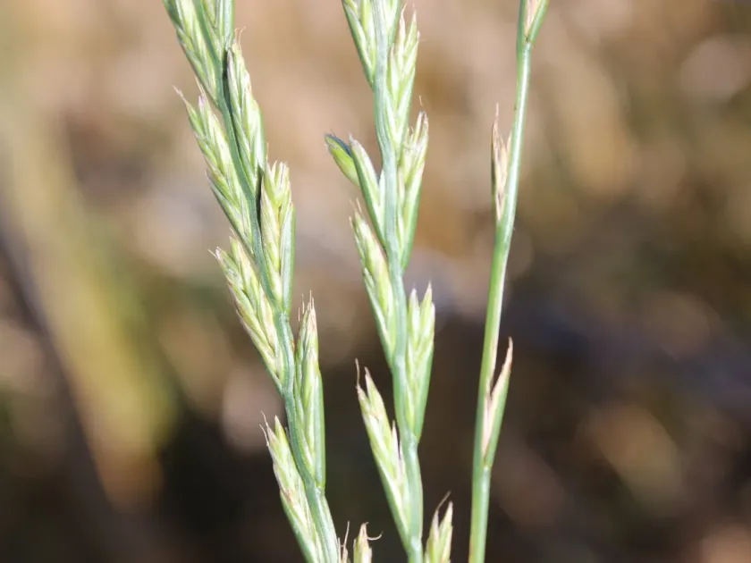 Hybrid ryegrass