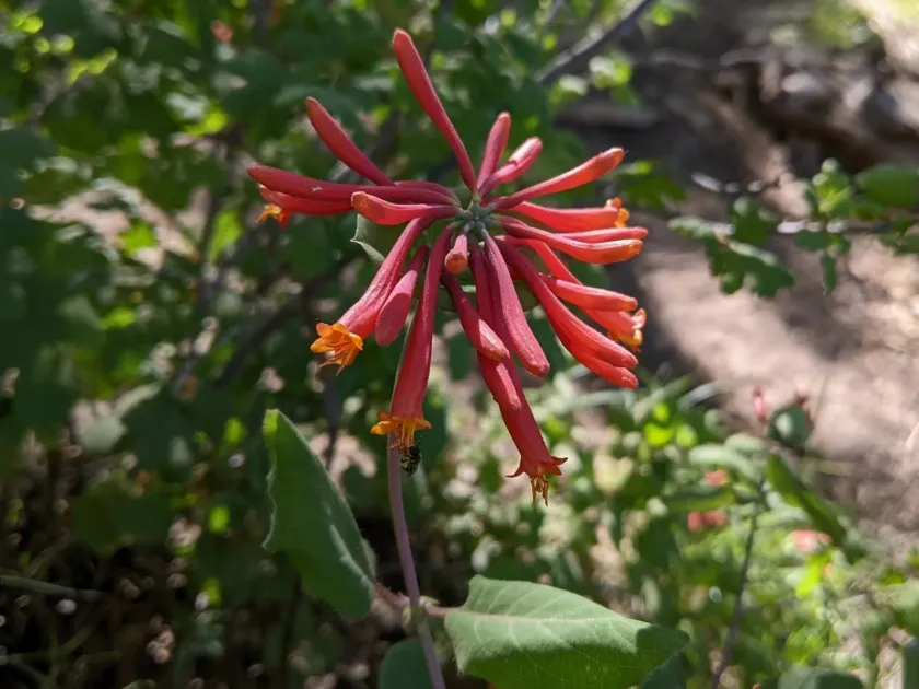 Arizona honeysuckle