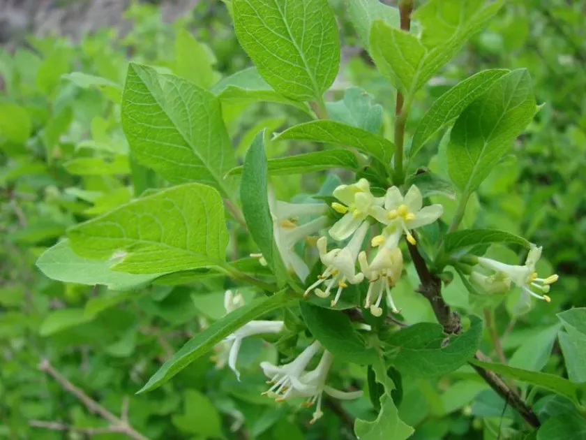 Bracteolate honeysuckle