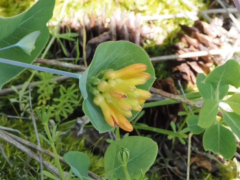 Orange honeysuckle