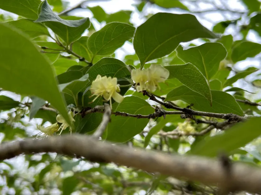Golden-flowered honeysuckle