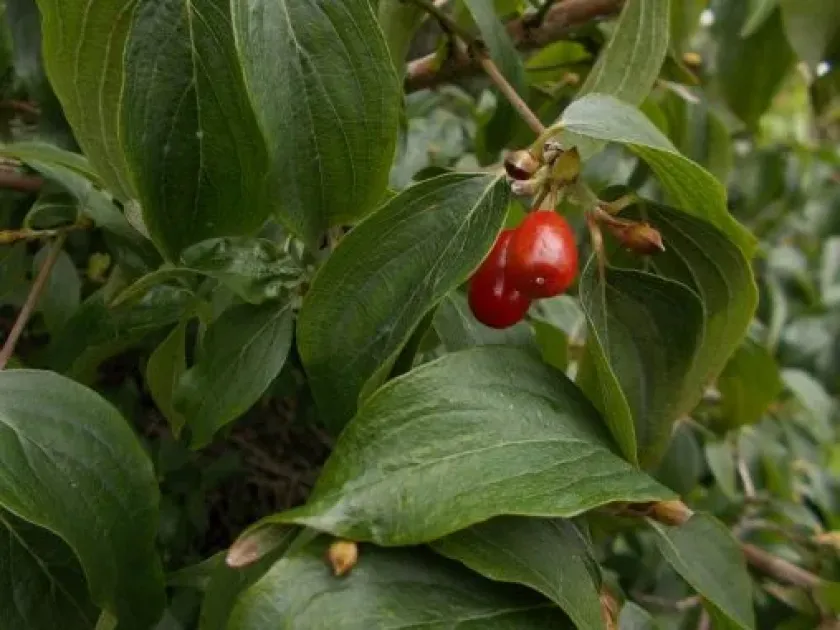 Lonicera deflexicalyx