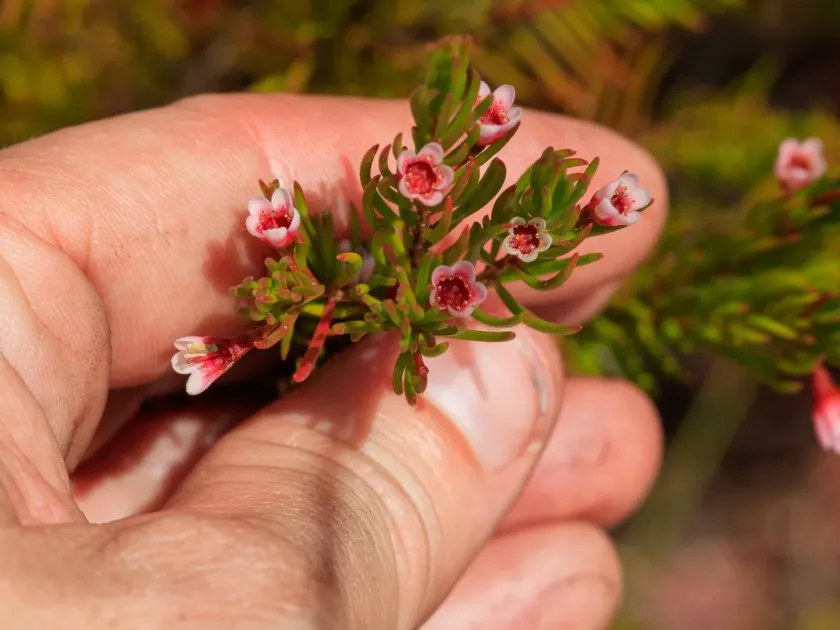 Hybrid Waxflower