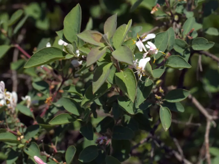 Korolkow's honeysuckle