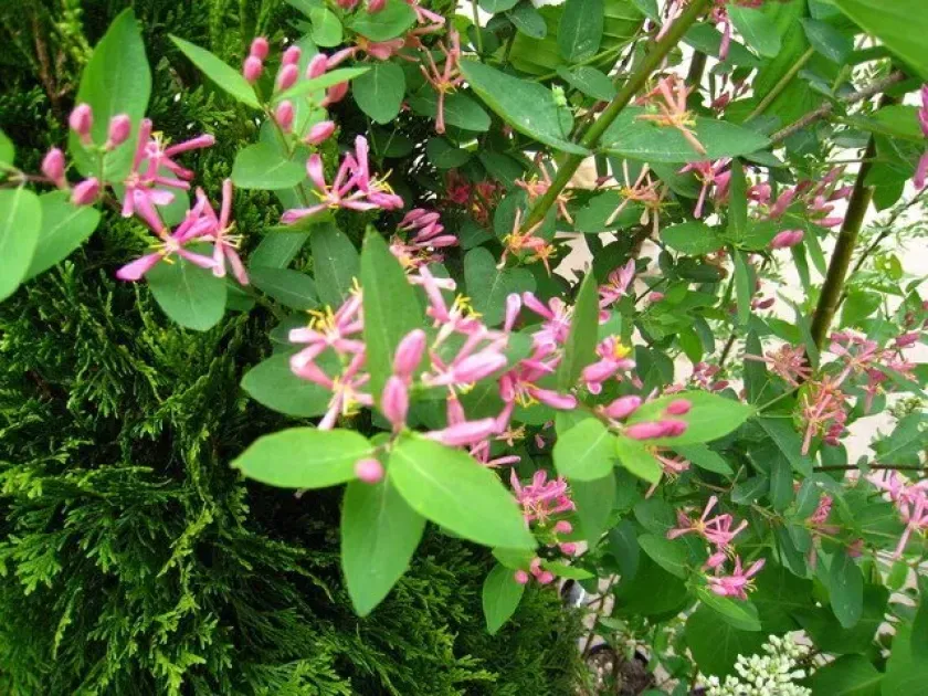 Musk honeysuckle