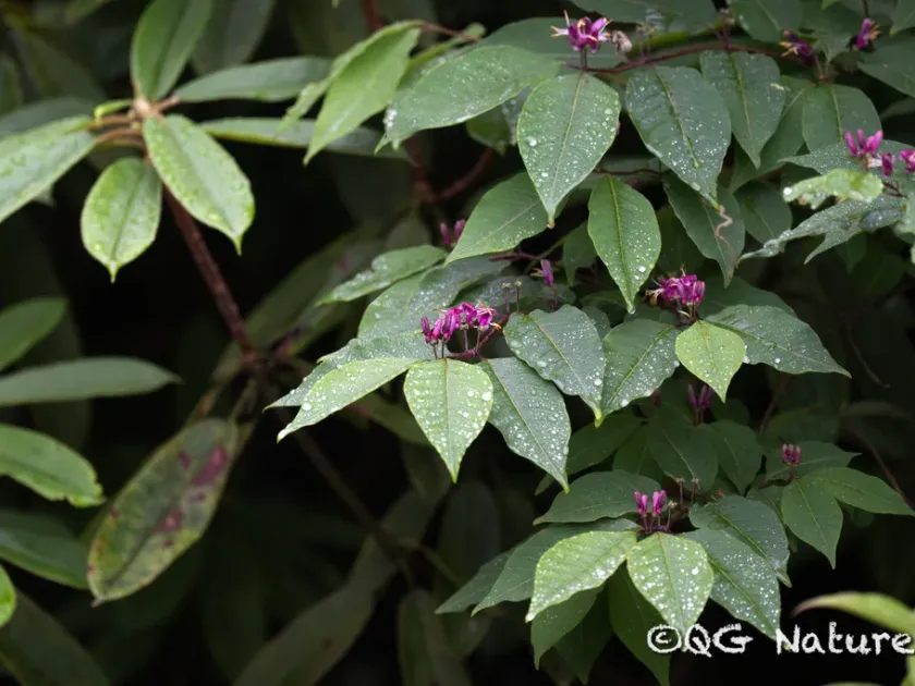 Lonicera nervosa