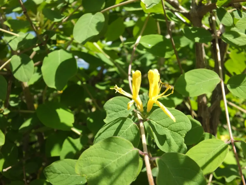 Five-loculed honeysuckle