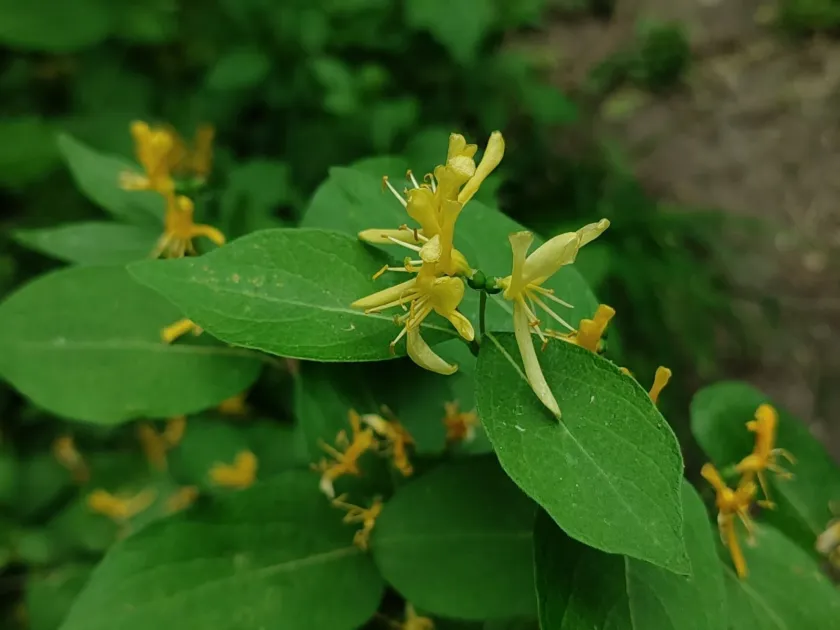 Ruprecht's honeysuckle