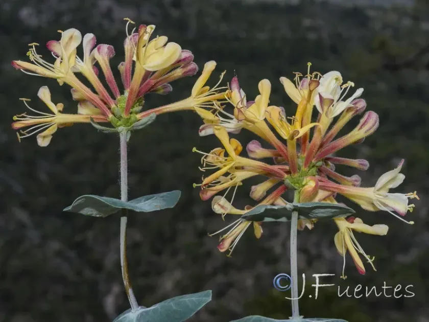 Lonicera splendida
