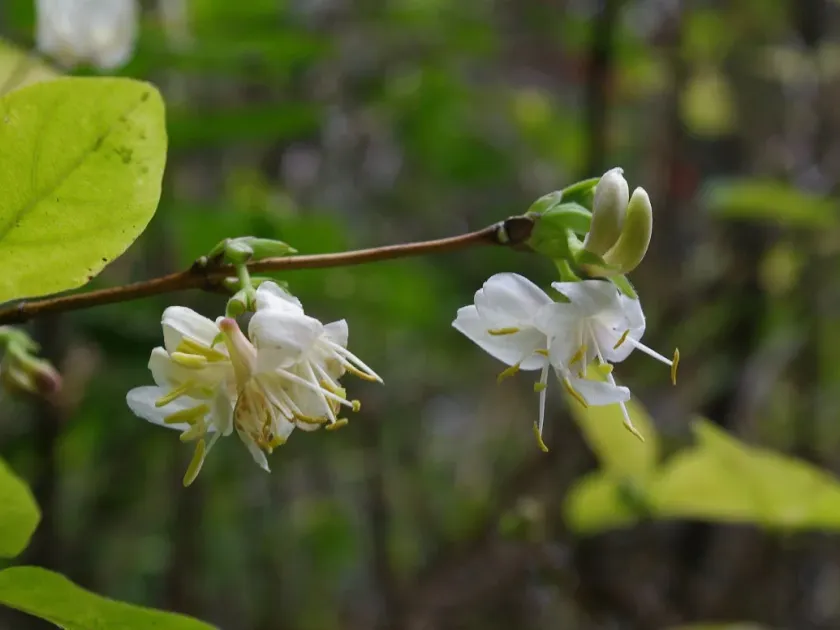 Standish's honeysuckle
