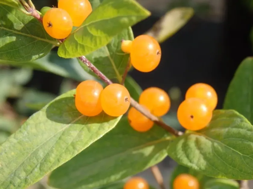Lonicera tellmanniana