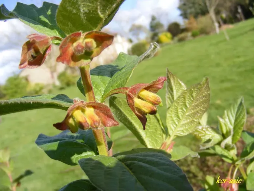 Bladder-fruited honeysuckle