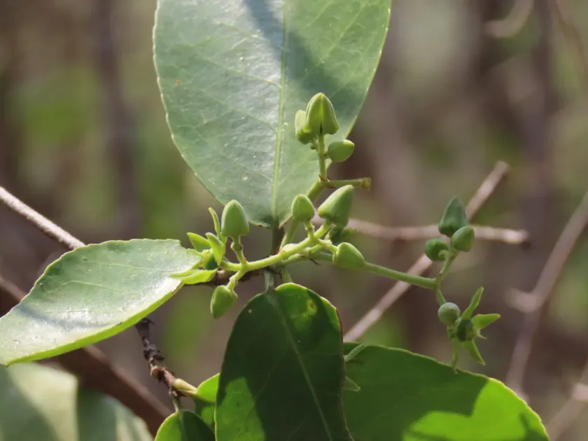 Loeseneriella africana