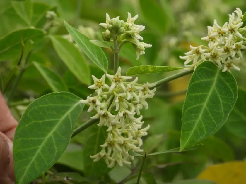 Leptadenia madagascariensis