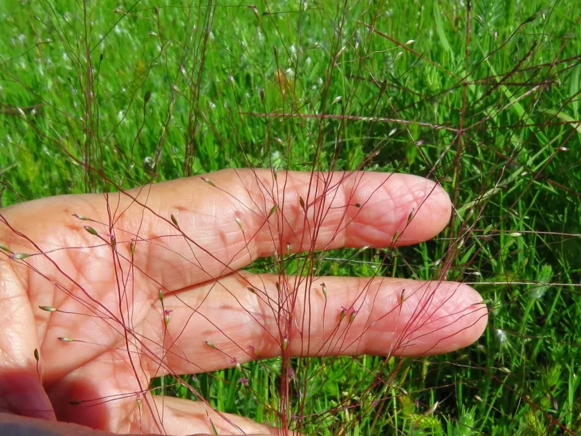 Digitaria cognata