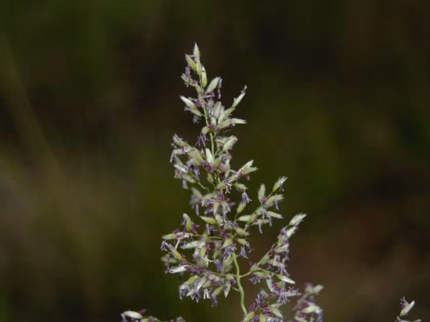 Leptocoryphium lanatum