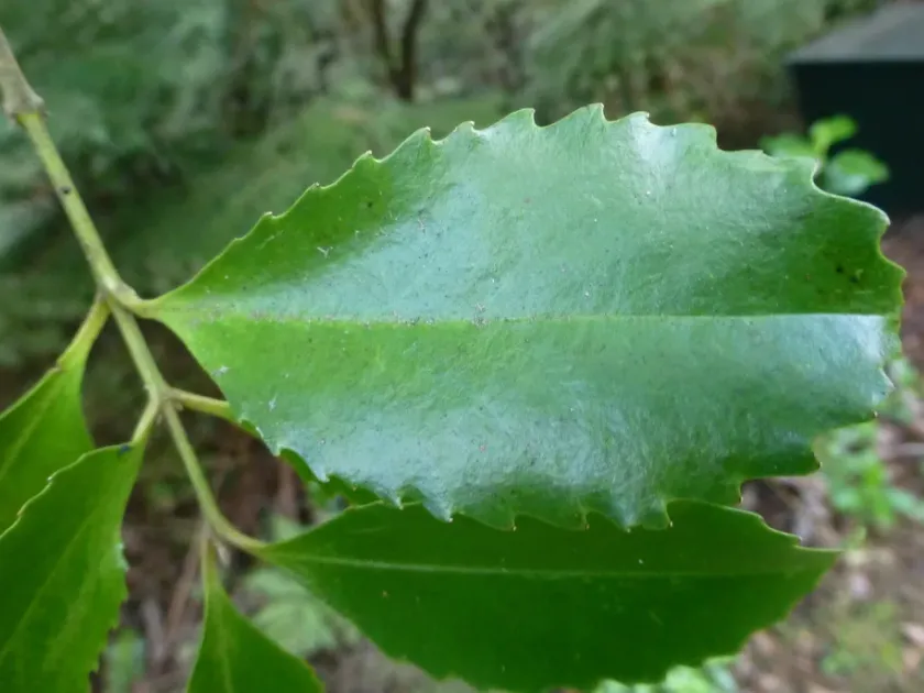 New Zealand laurel