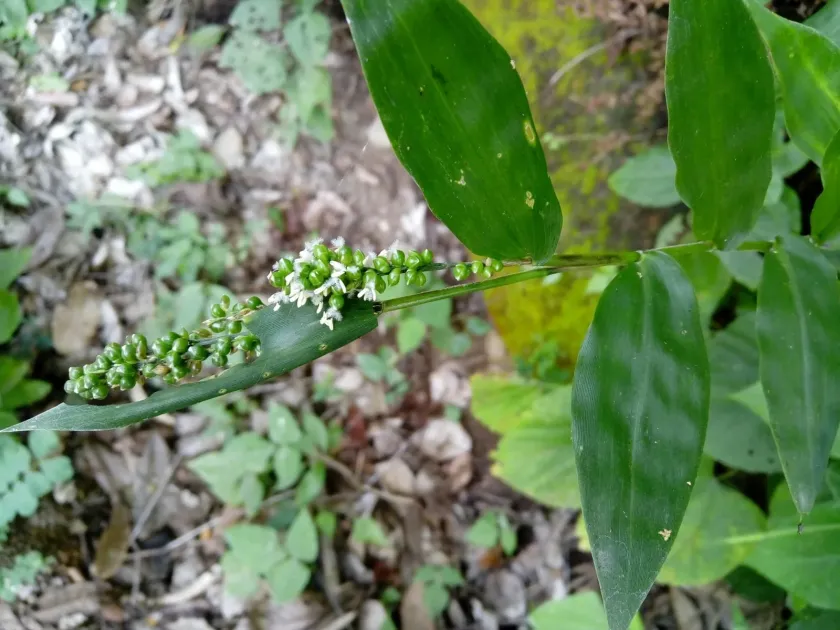 Lasiacis ruscifolia