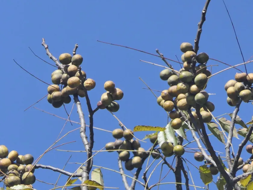 Choerospondias axillaris