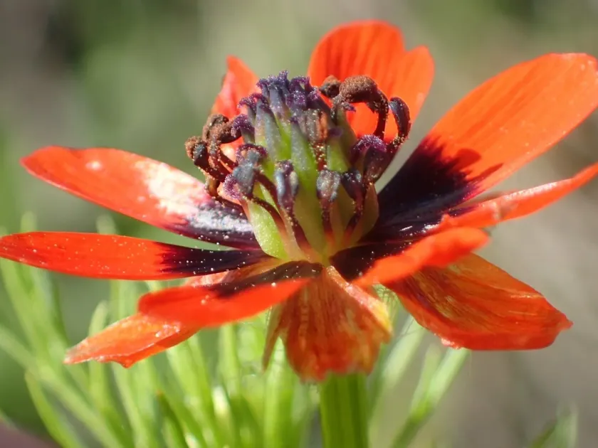 Adonis aestivalis