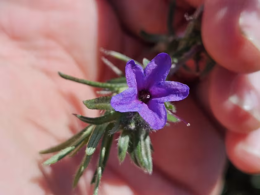 Lithodora fruticosa