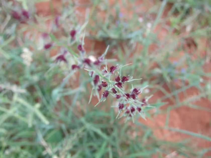 Leptothrium senegalense