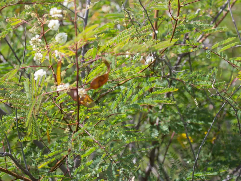 Acaciella glauca